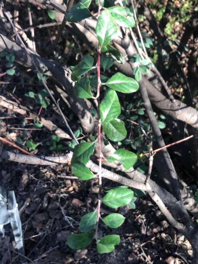 Cotoneaster zabelii — search result for 'Cotoneaster'