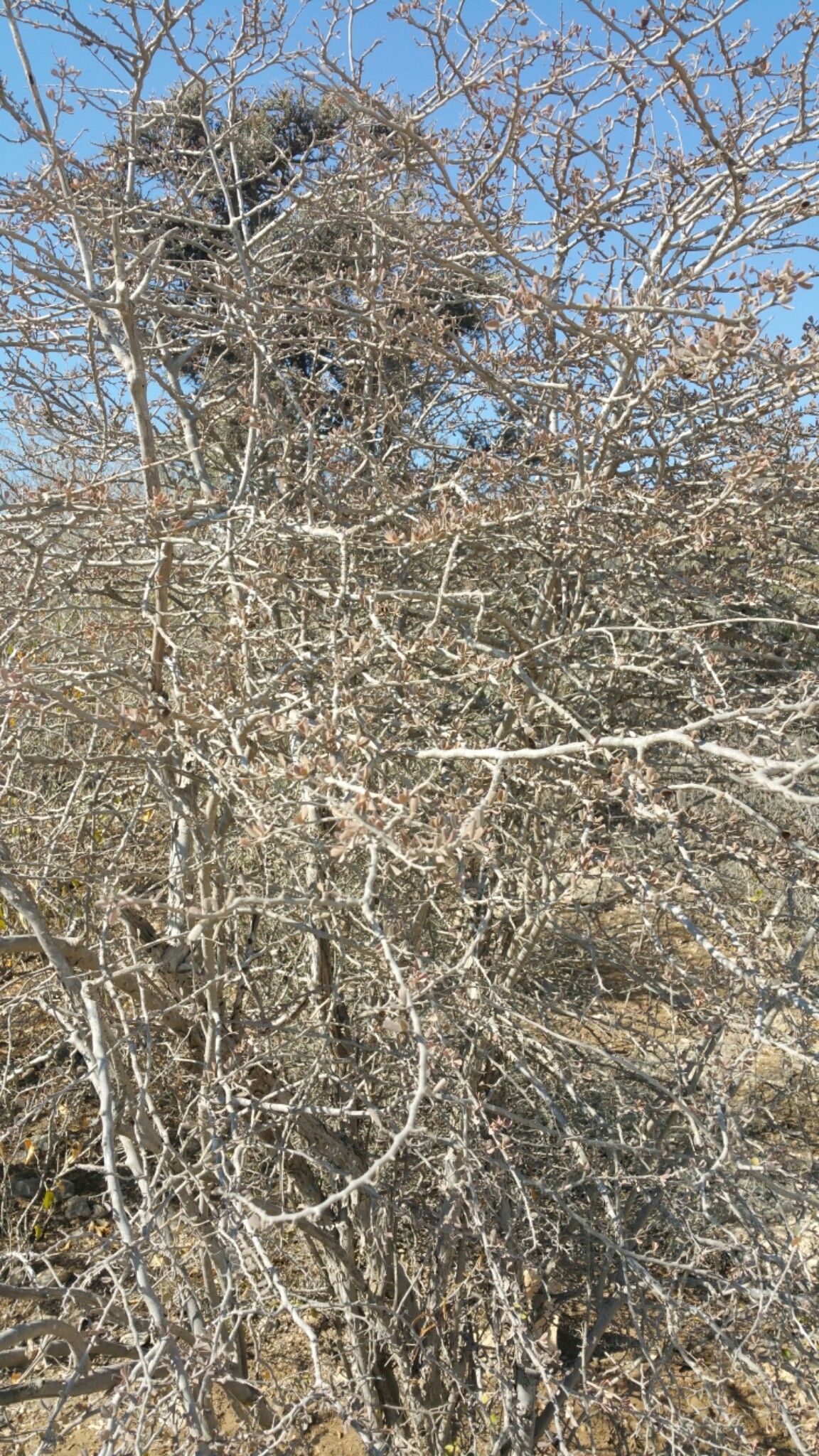 Diospyros humbertiana habit