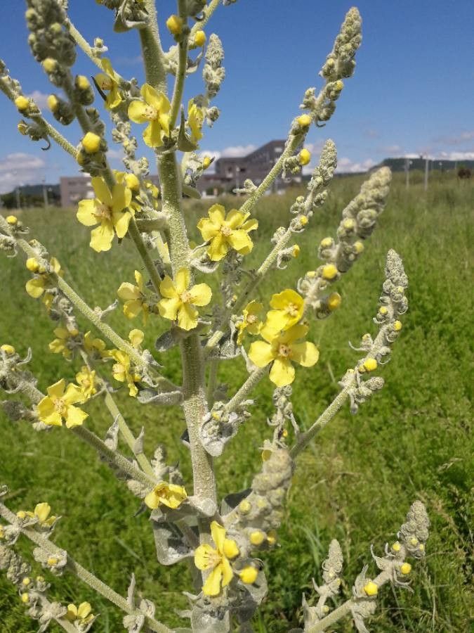 Verbascum pulverulentum flower