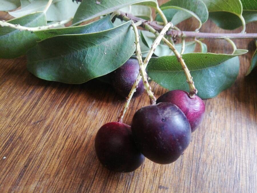 Eugenia jambosoides fruit
