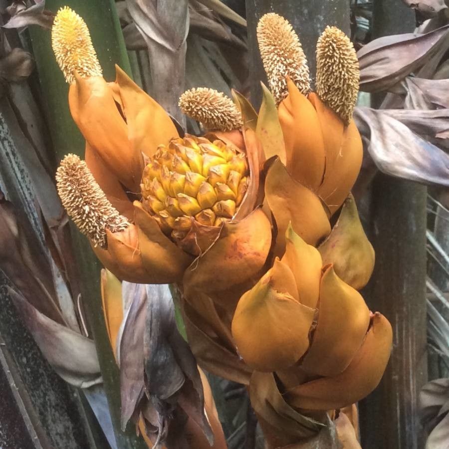 Nypa fruticans flower