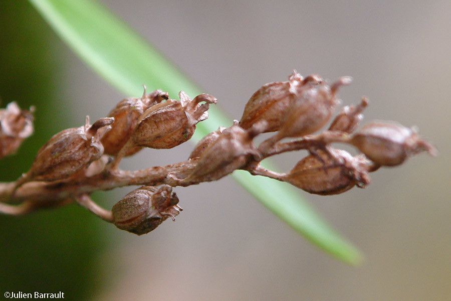 Liparis elegans fruit
