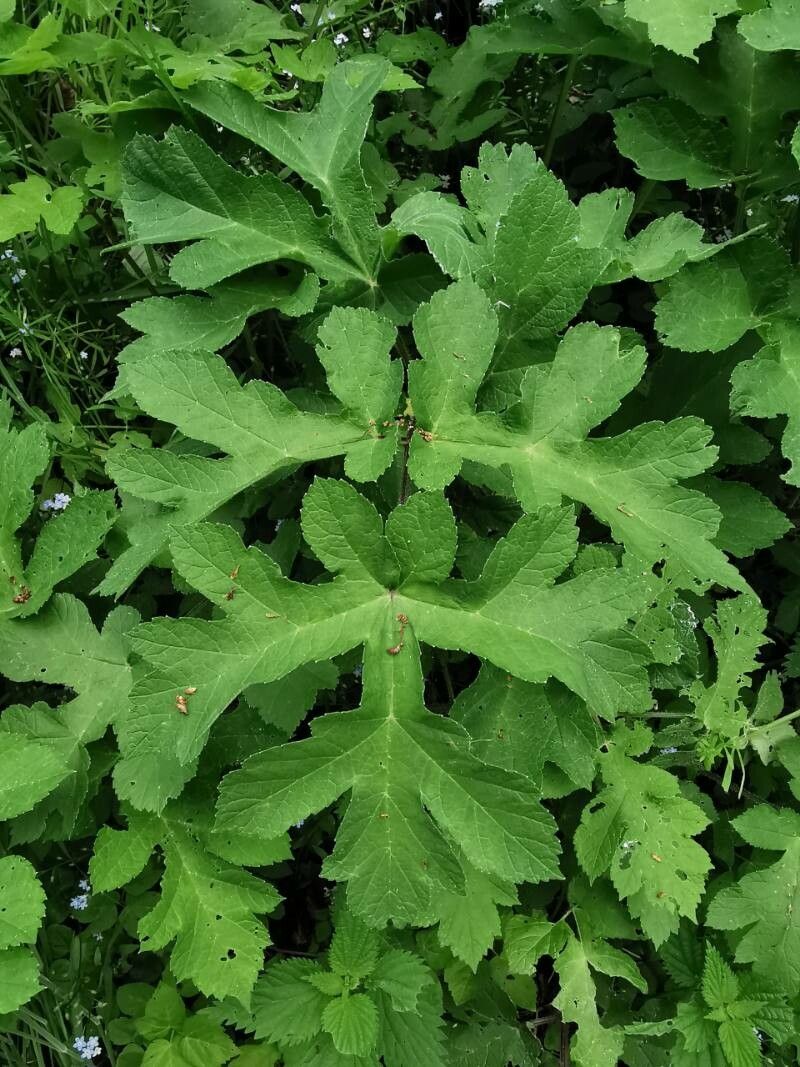Heracleum sibiricum leaf