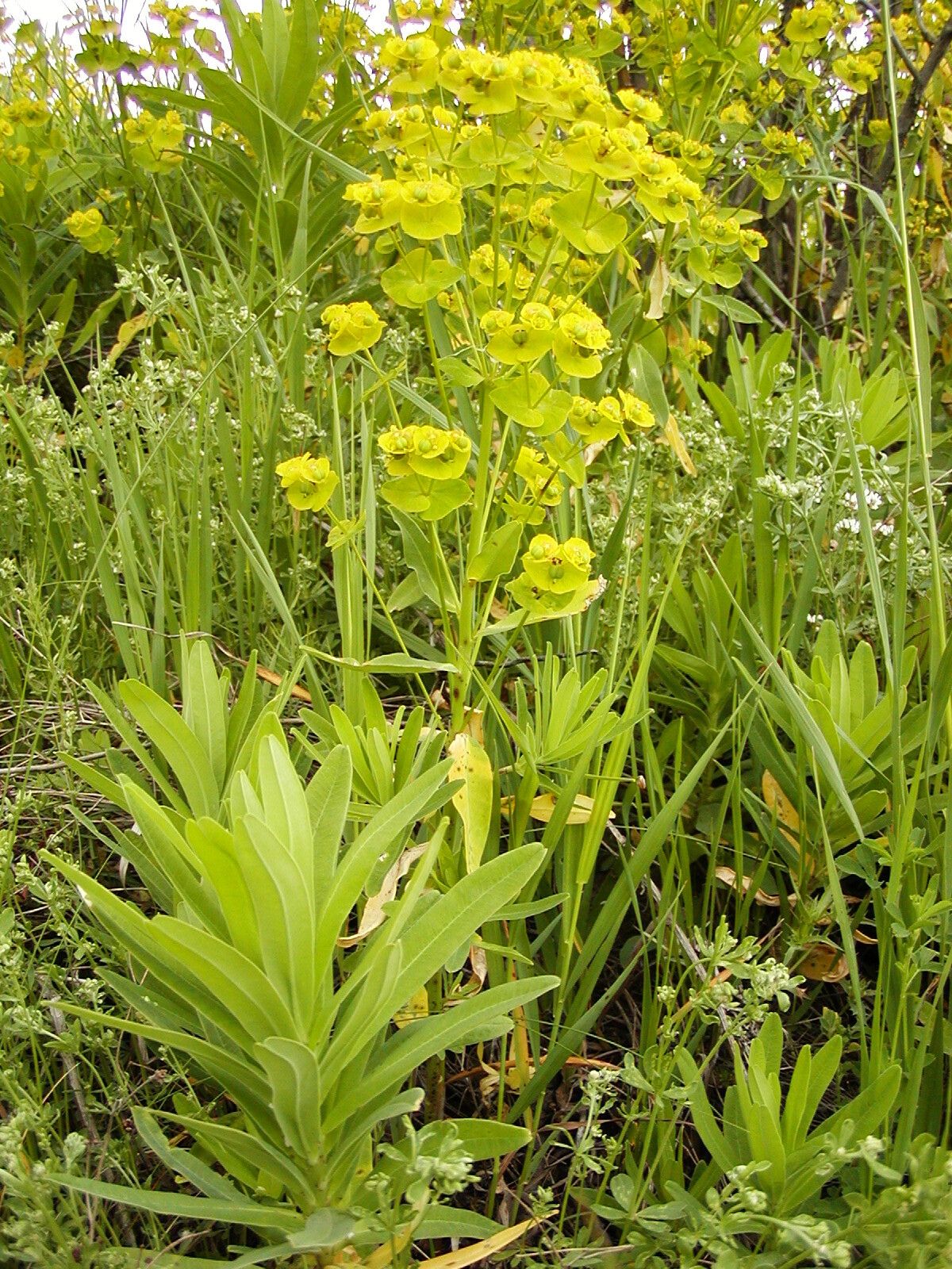 Euphorbia salicifolia leaf
