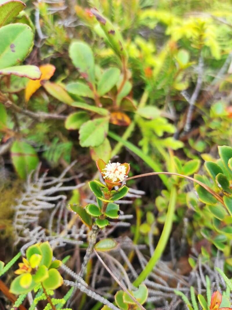 Pancheria minima — houseplant care guide