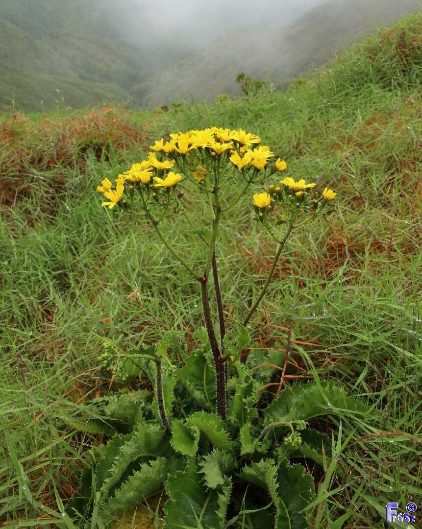 Leontodon rigens habit