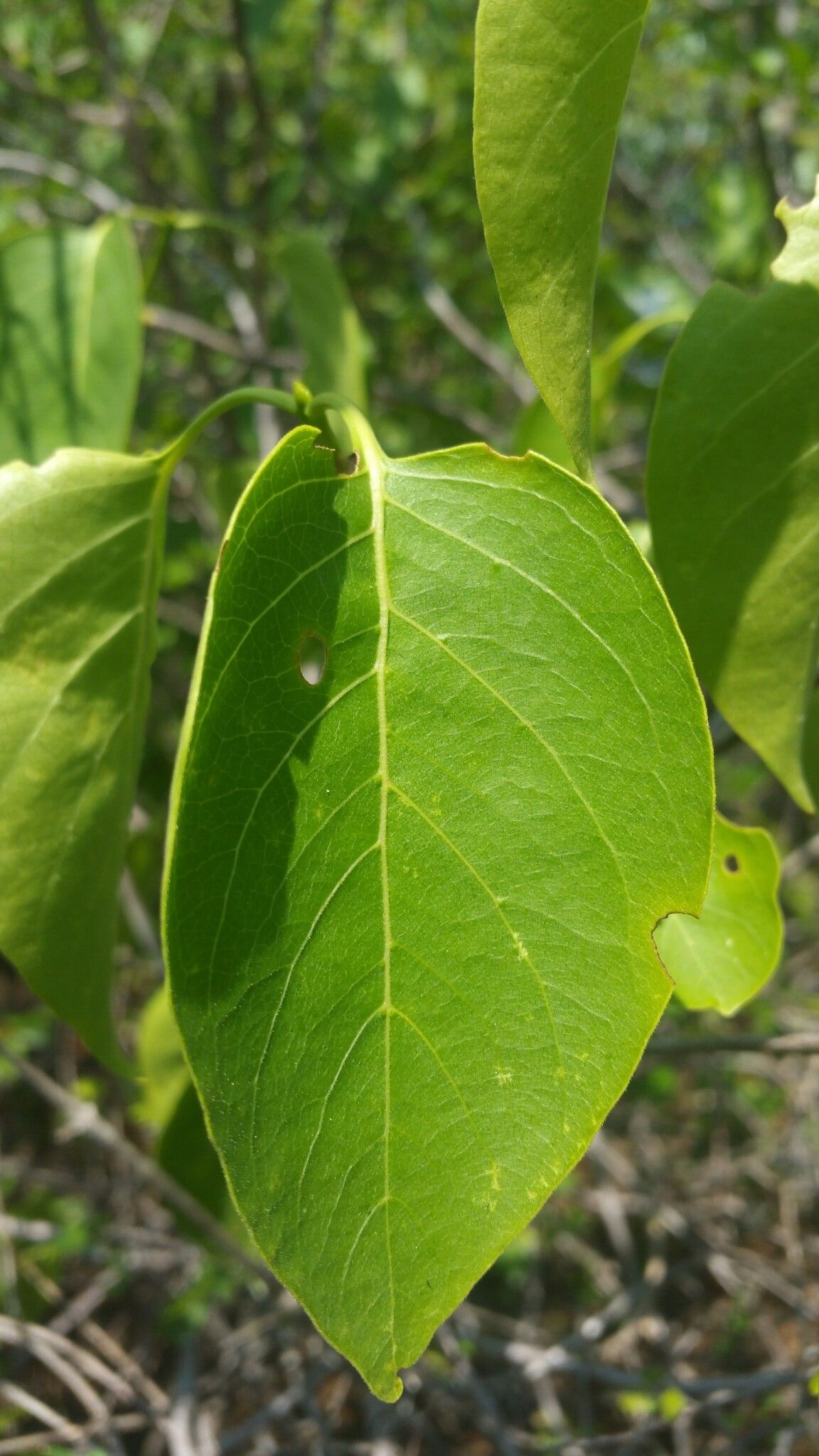 Coffea boinensis — houseplant care guide