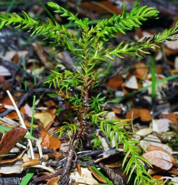 Libocedrus bidwillii — search result for 'Cupressaceae'