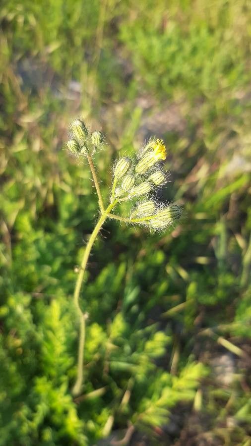 Pilosella caespitosa fruit