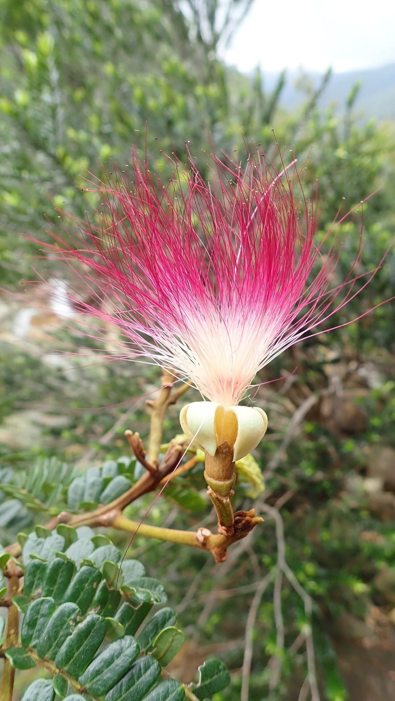 Serianthes sachetae flower