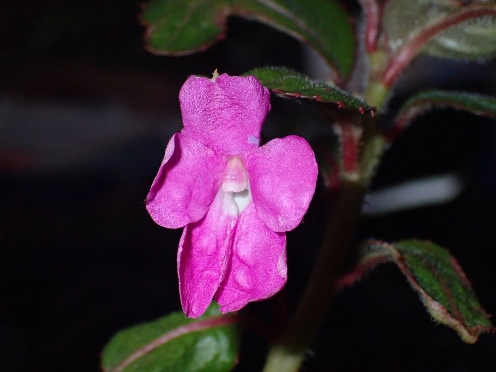 Impatiens irvingii other