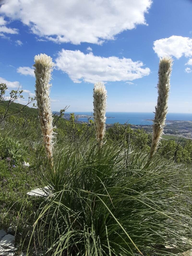 Asphodeline taurica flower