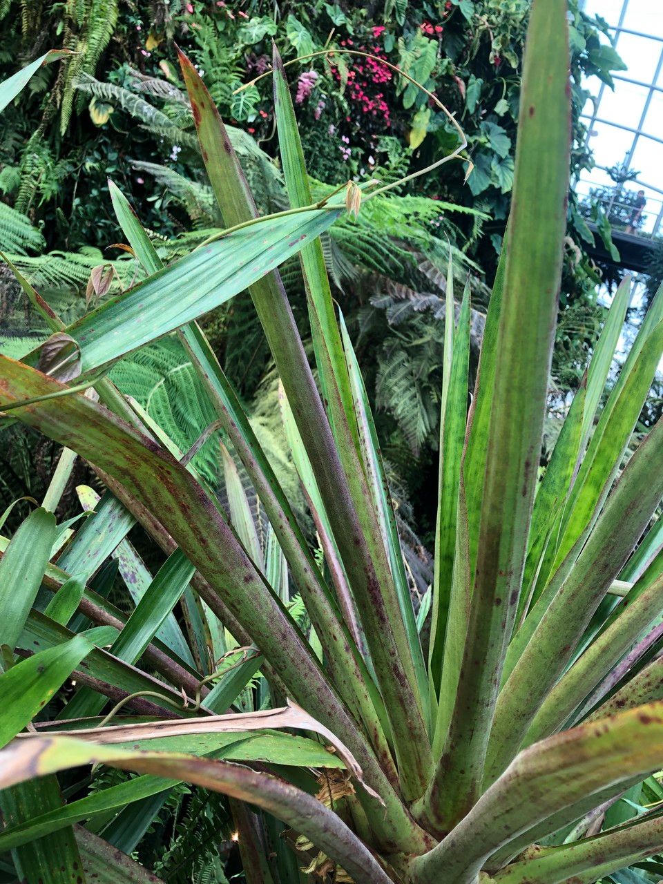 Werauhia ororiensis leaf