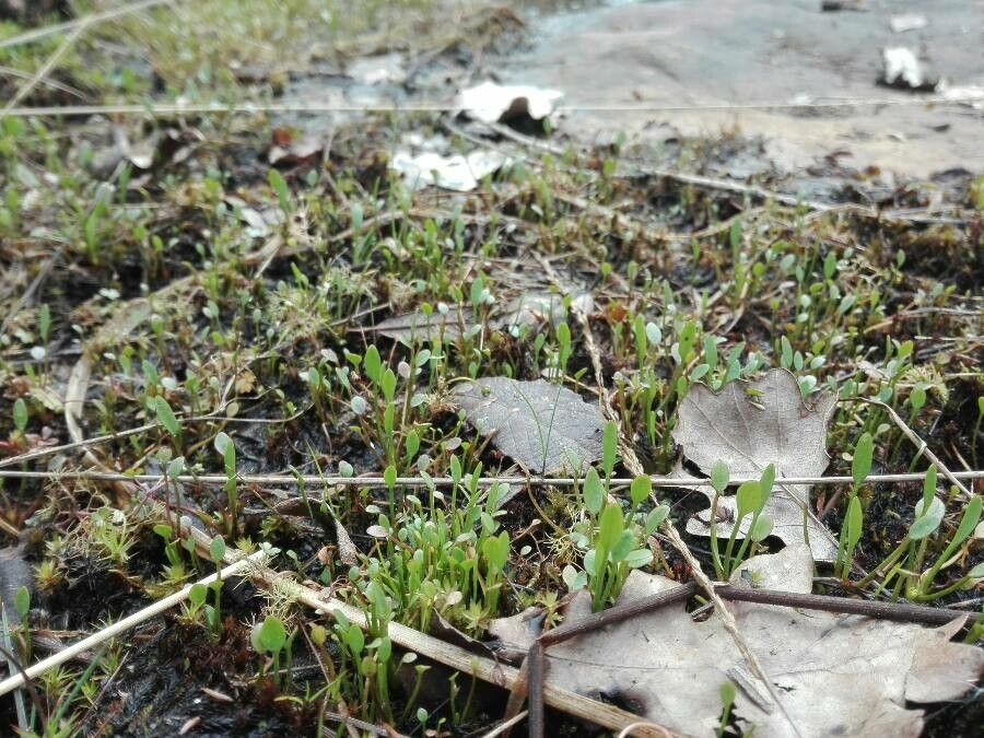 Ranunculus nodiflorus leaf