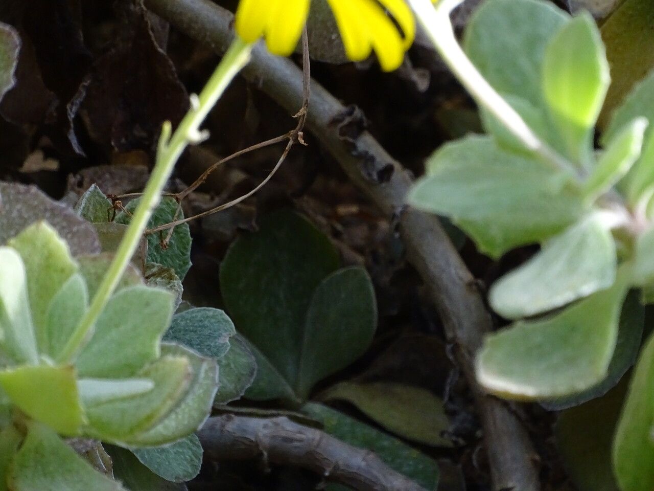 Senecio medley-woodii bark