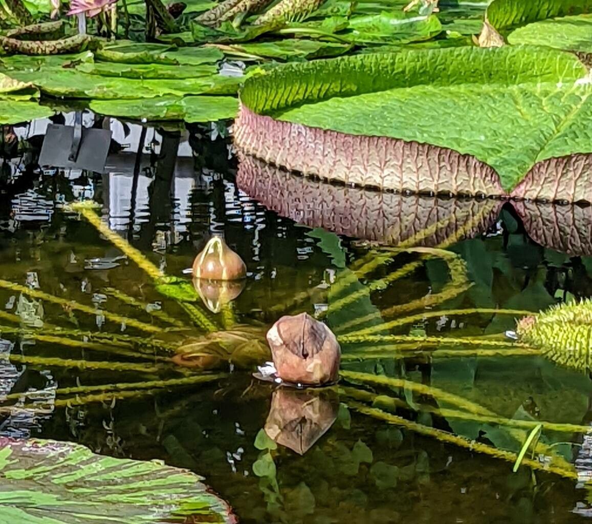 Victoria cruziana habit