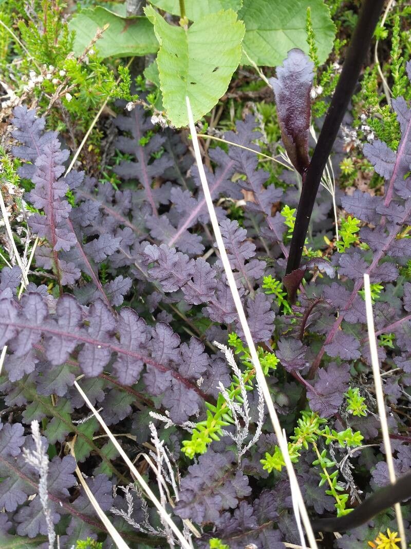 Pedicularis sceptrum-carolinum — houseplant care guide