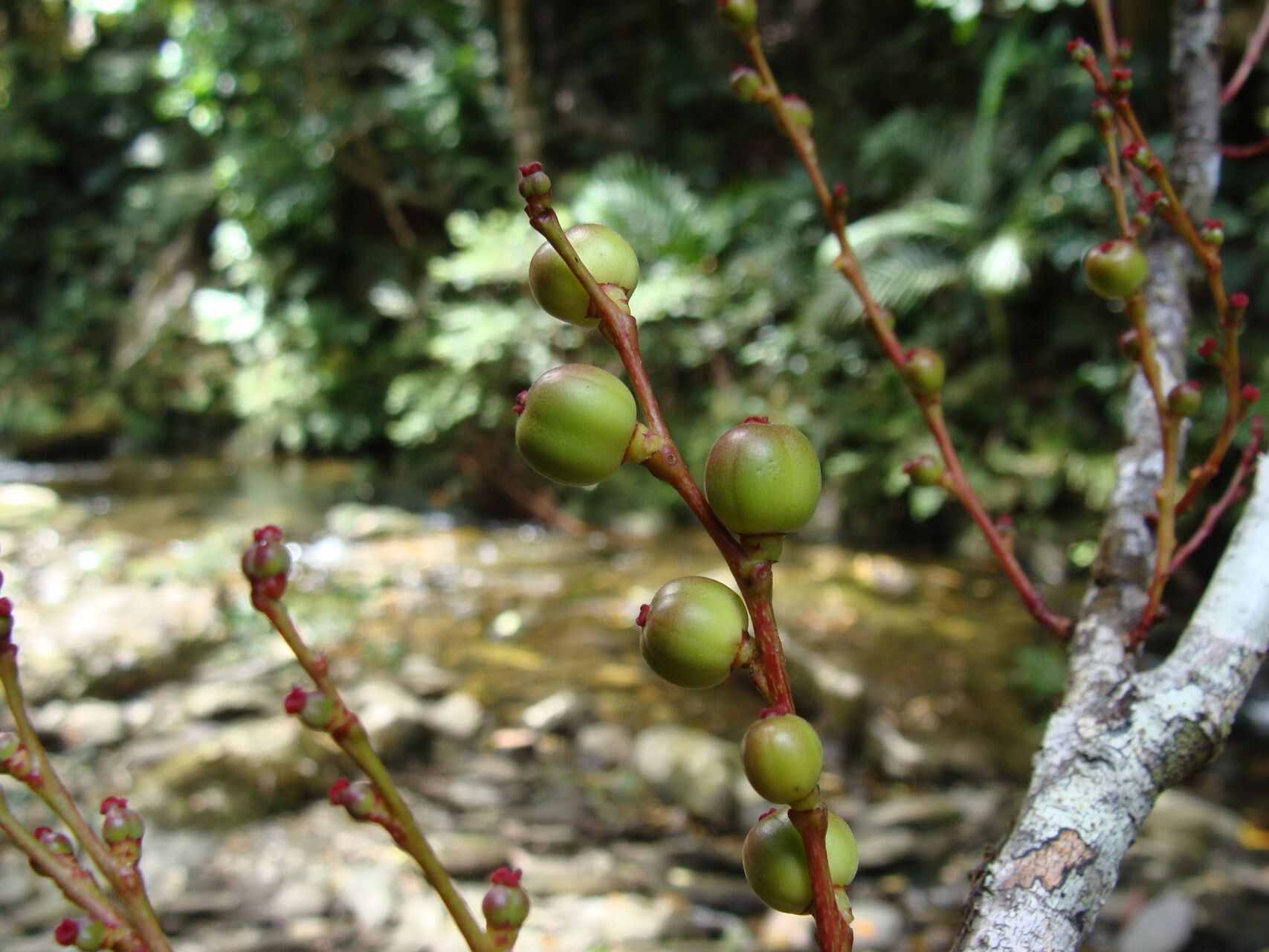 Bocquillonia nervosa — houseplant care guide