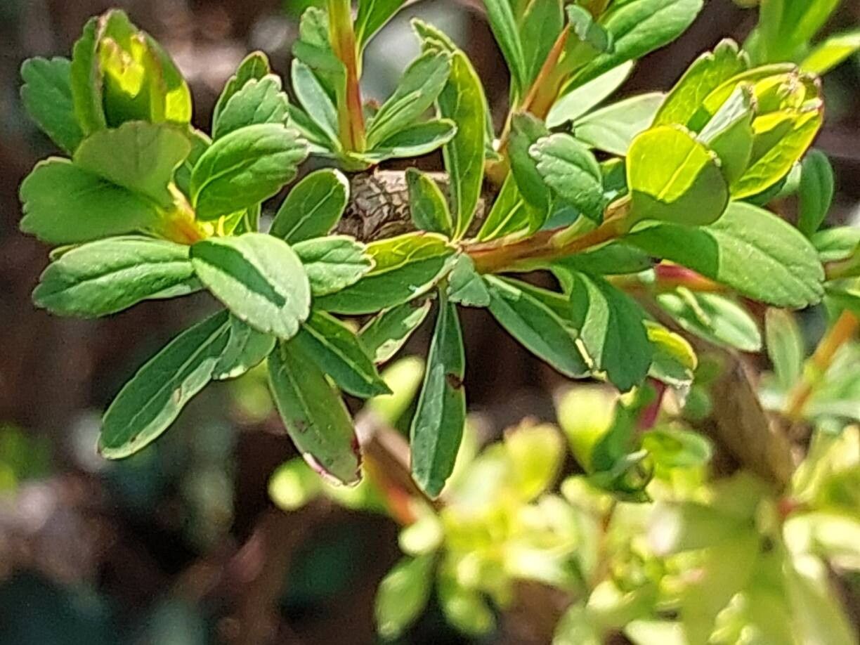 Thymelaea virgata — houseplant care guide