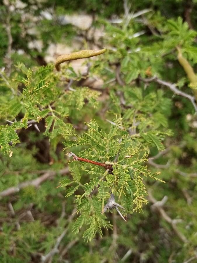 Acacia tortuosa — houseplant care guide