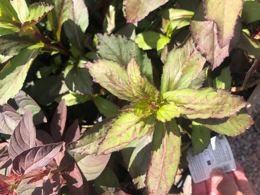 Lobelia × speciosa — search result for 'Lobelia'