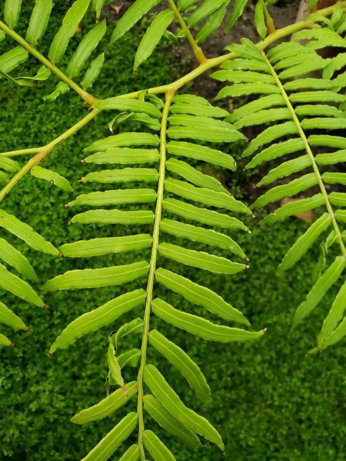 Angiopteris evecta — houseplant care guide