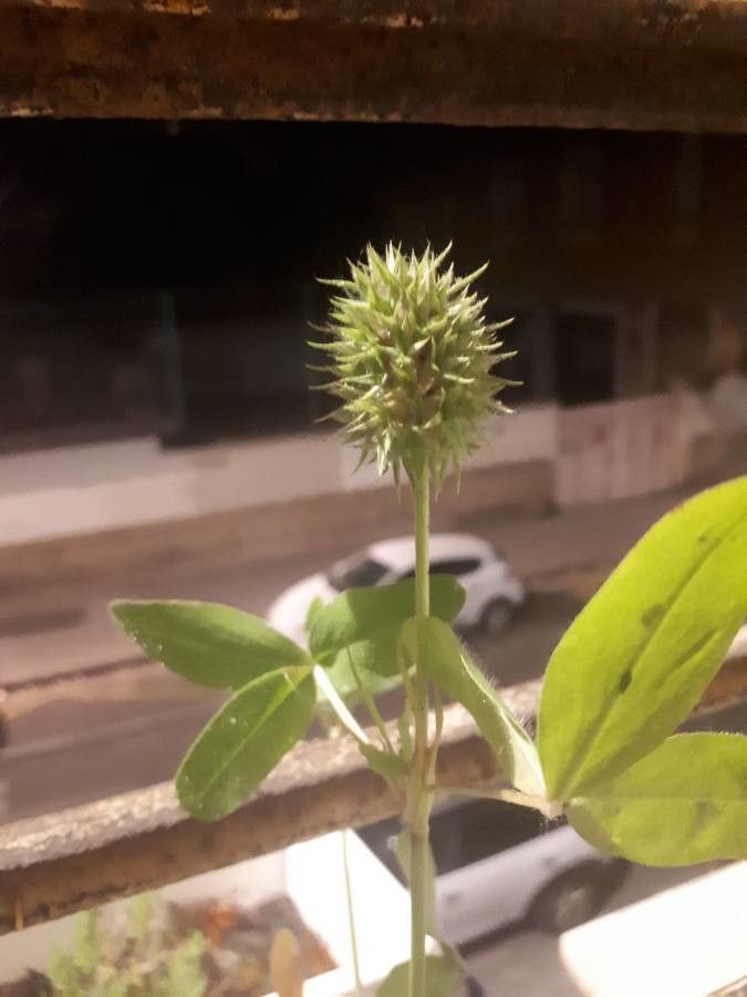 Trifolium retusum — houseplant care guide