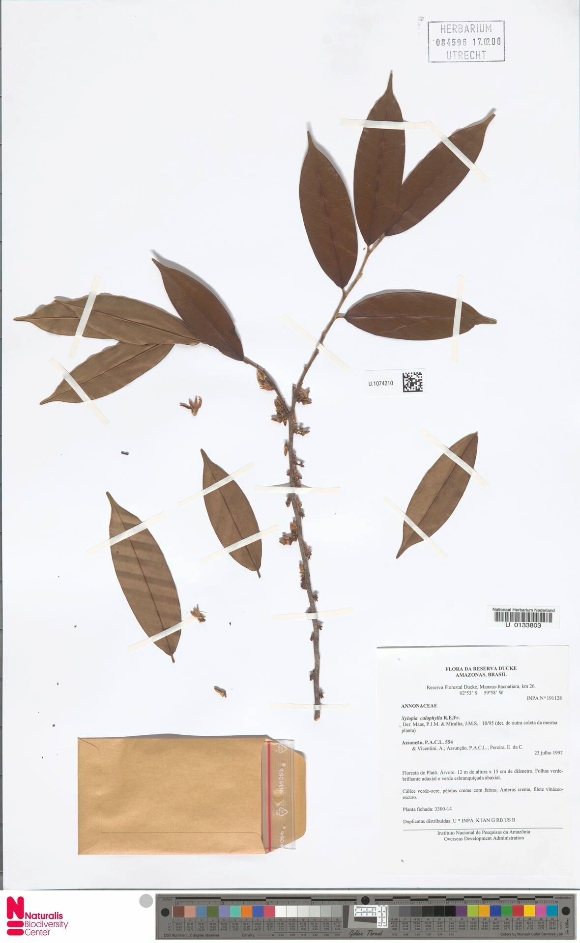 Xylopia calophylla — houseplant care guide