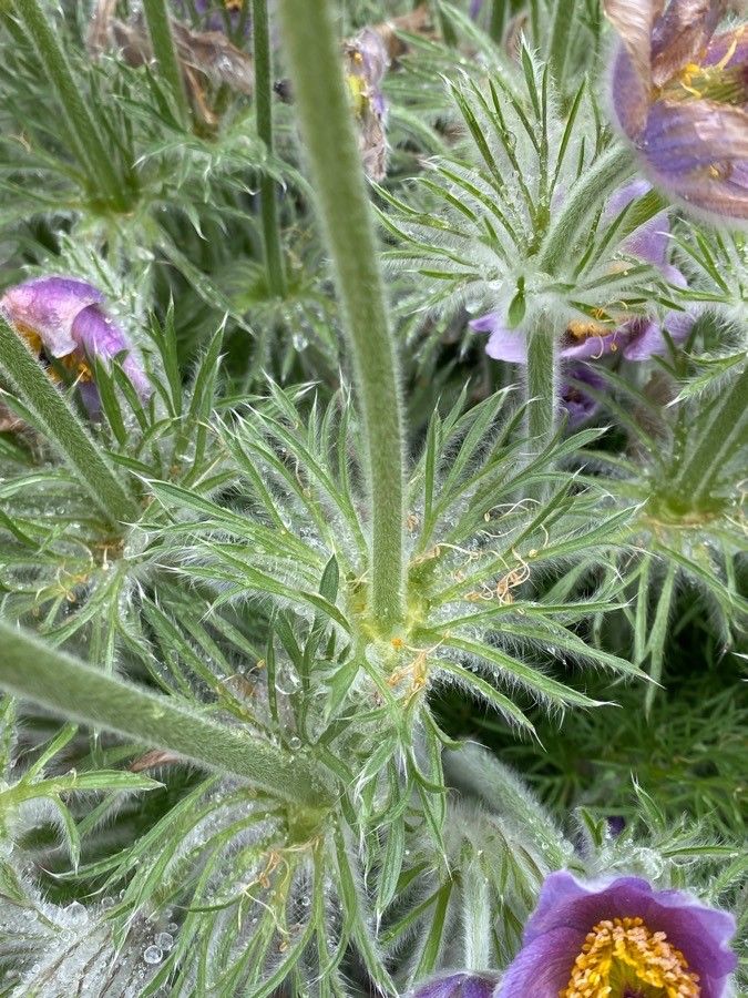 Anemone pulsatilla leaf