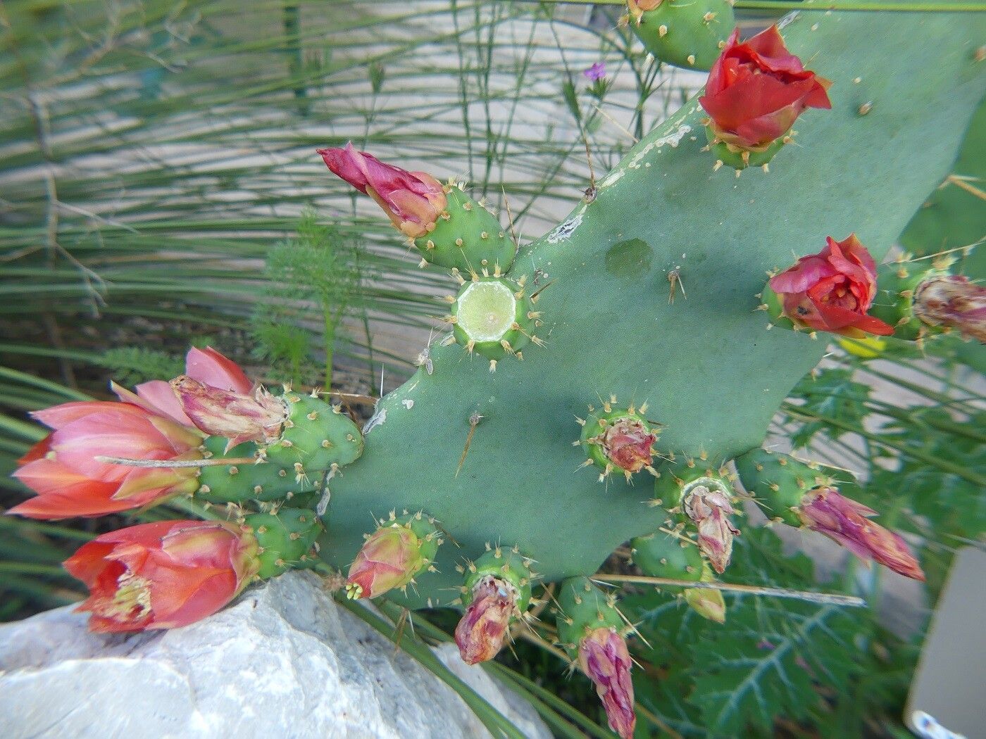 Opuntia elatior other