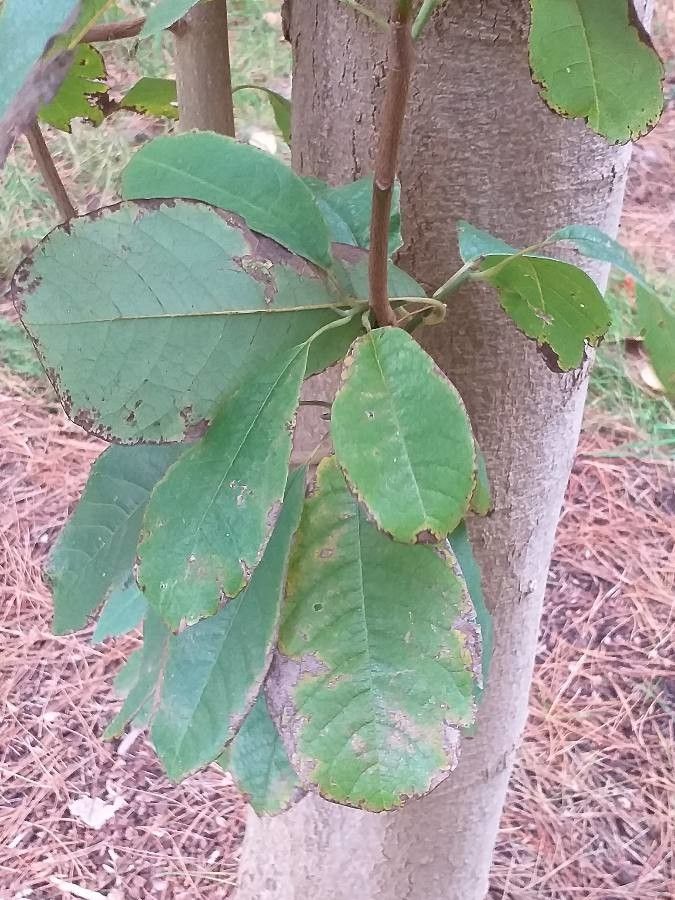 Magnolia dawsoniana — search result for 'Magnolia'