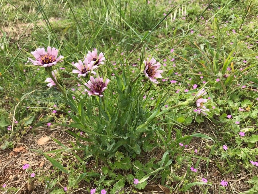 Scorzonera undulata habit