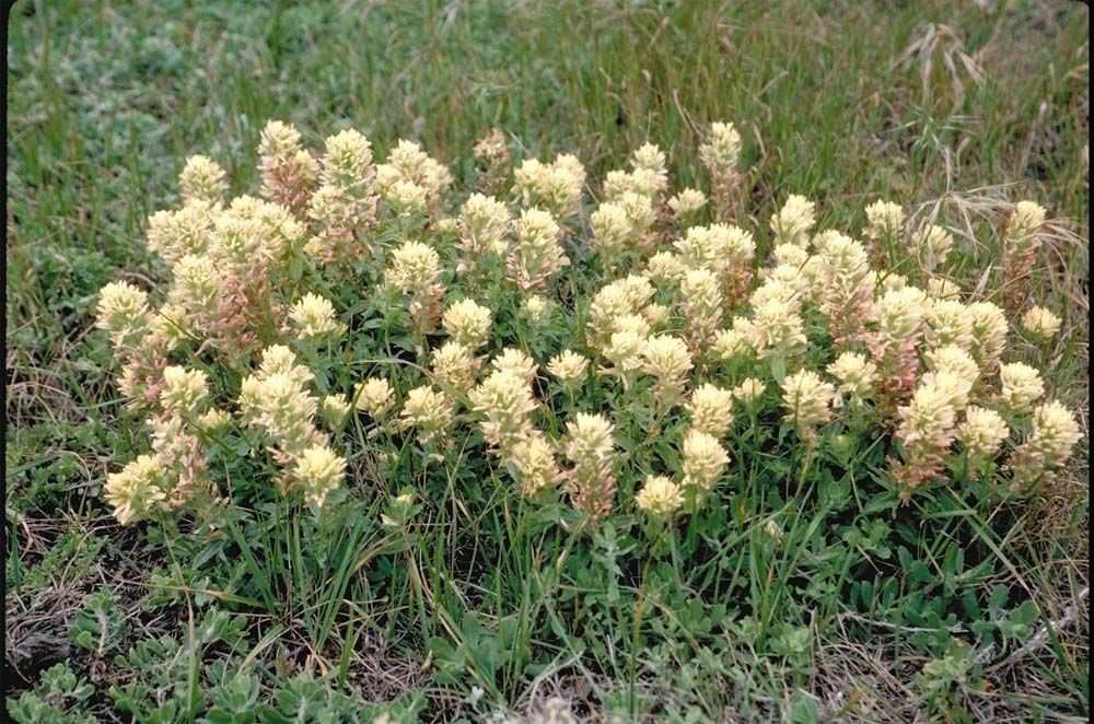 Castilleja mollis habit