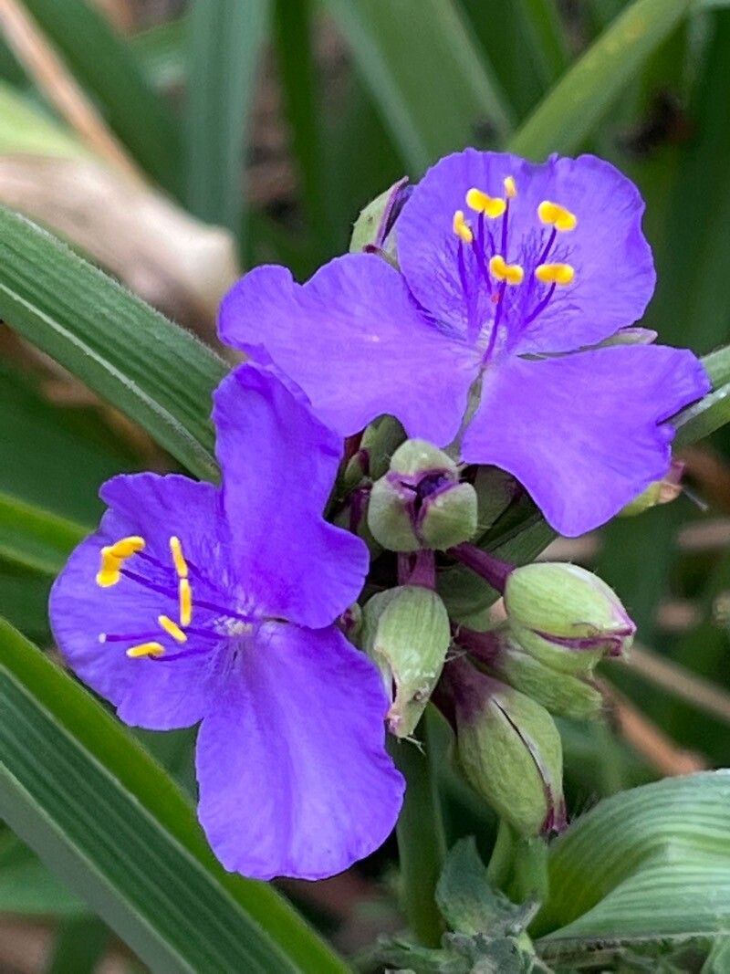 Tradescantia gigantea — search result for 'Tradescantia'