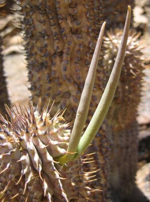 Hoodia alstonii fruit