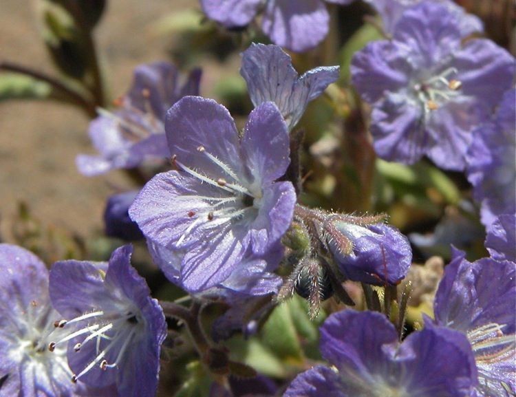 Phacelia pringlei flower