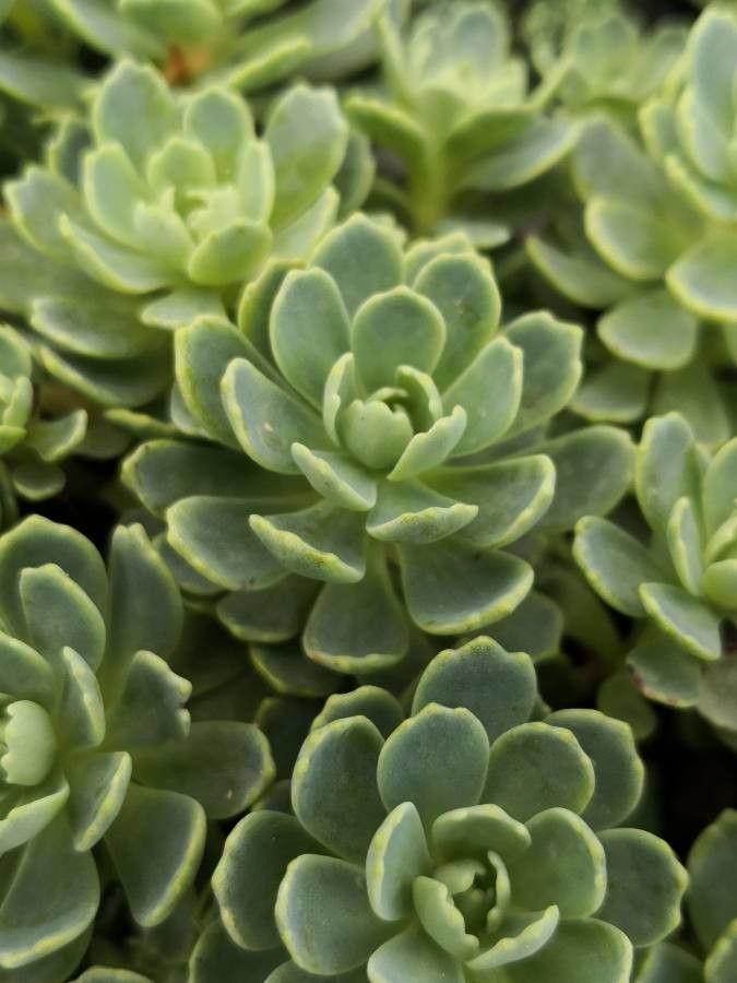 Rhodiola pachyclados leaf