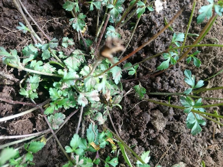 Tagetes lunulata leaf