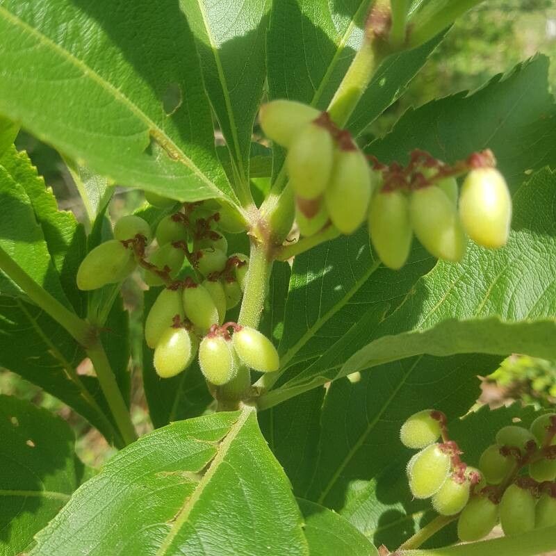 Cyphostemma crotalarioides fruit