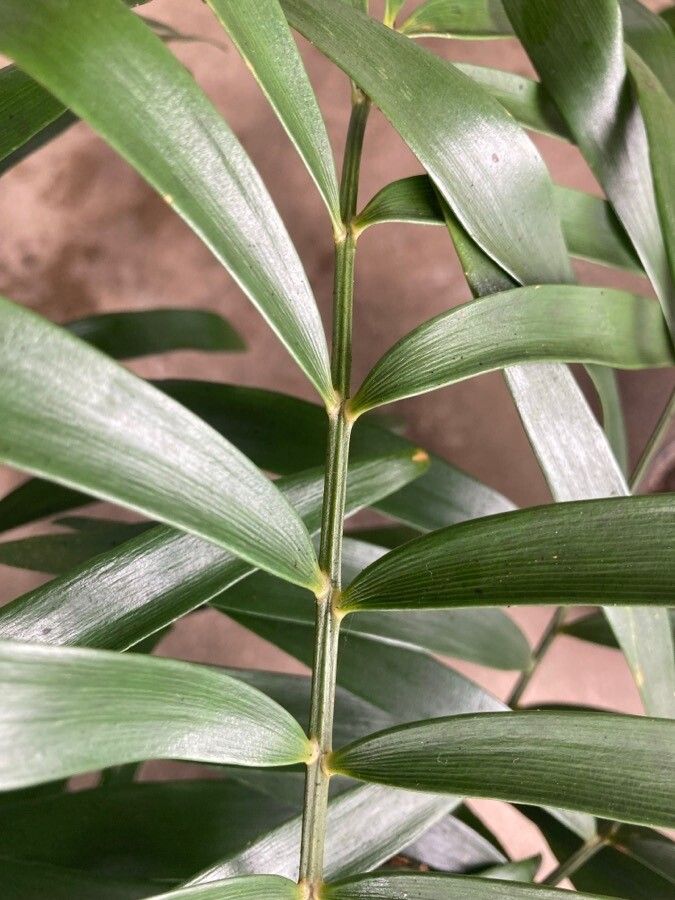 Zamia amblyphyllidia leaf