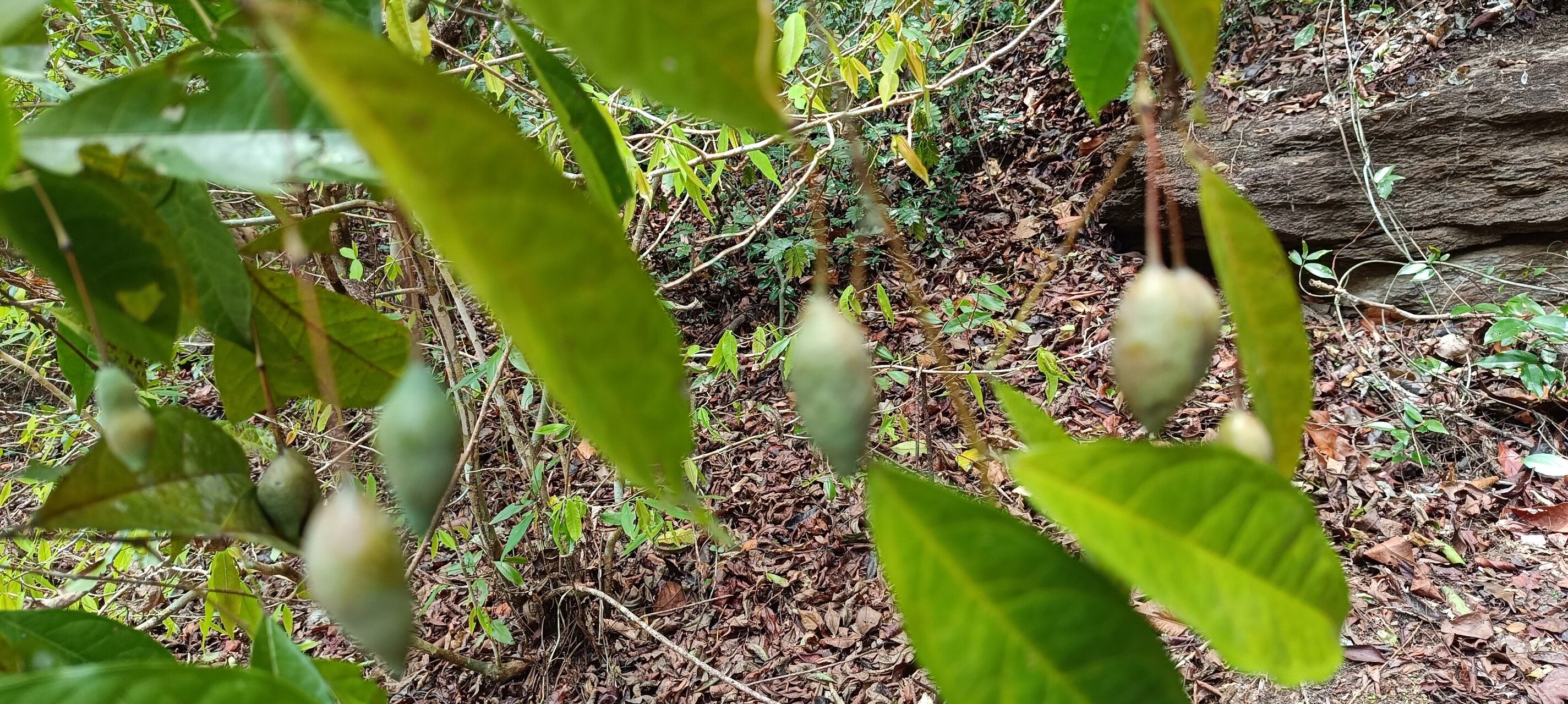 Maerua duchesnei — search result for 'Maerua'