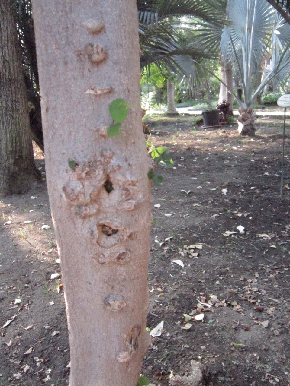 Grewia caffra bark