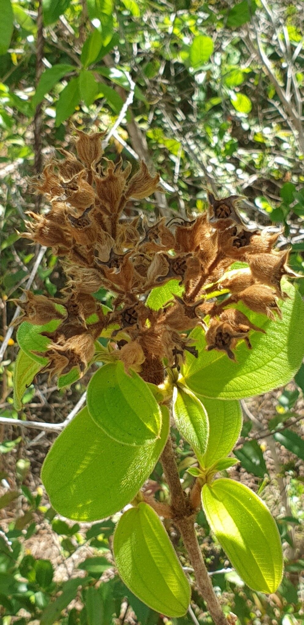 Dichaetanthera rutenbergiana — houseplant care guide