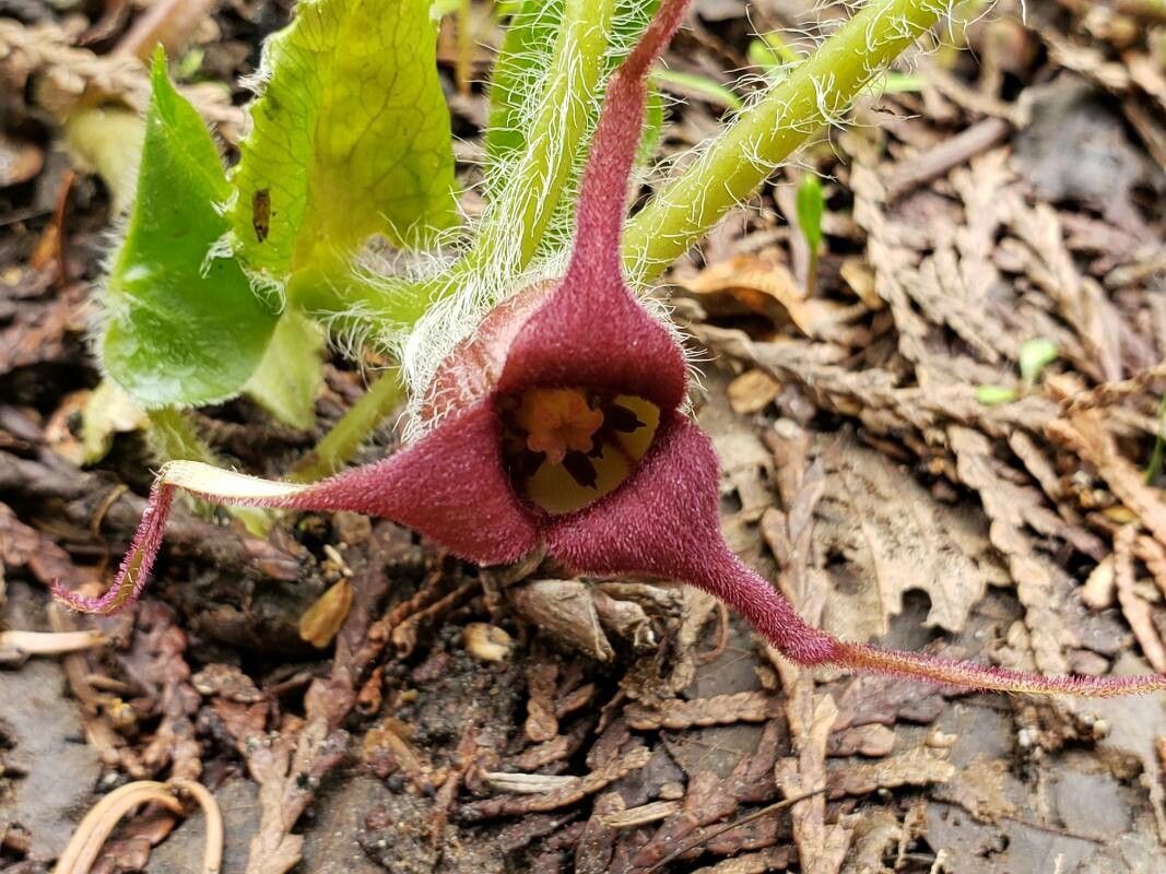 Asarum caudatum flower