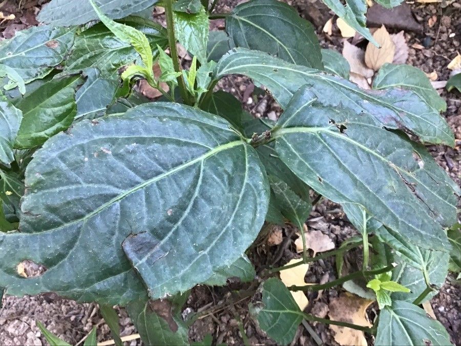Salvia oxyphora leaf