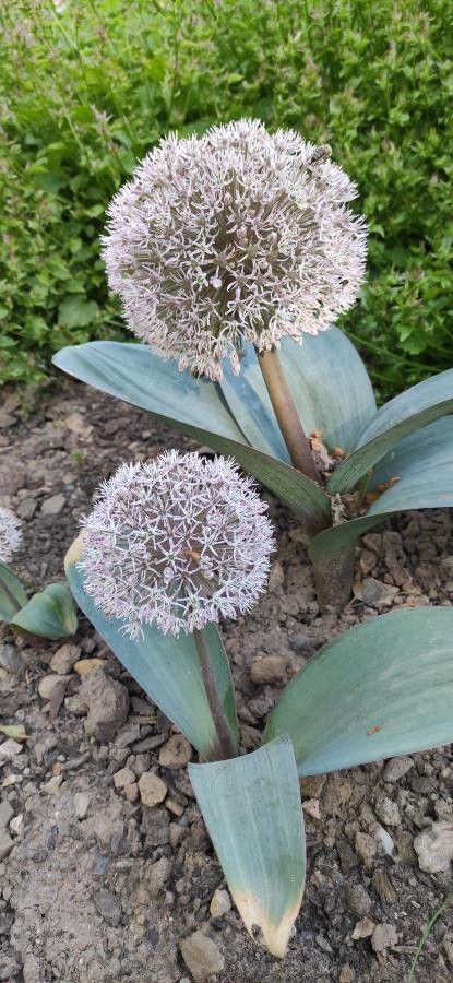 Allium karataviense flower
