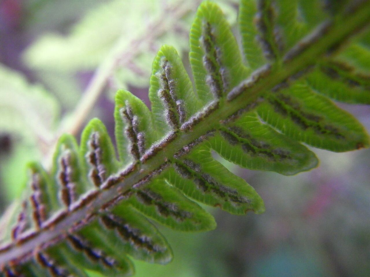 Woodwardia virginica fruit