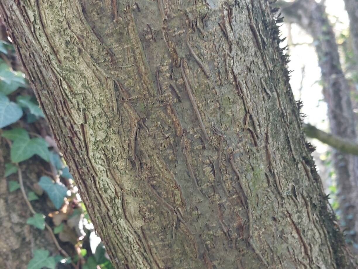 Corylus chinensis bark