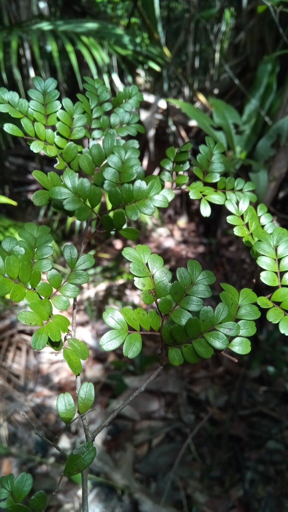Cynometra abrahamii — related species from the same genus