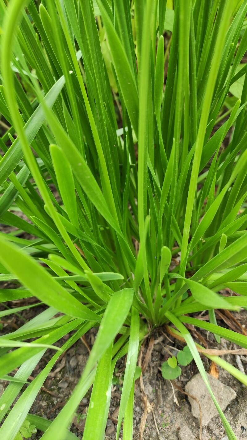 Allium angulosum